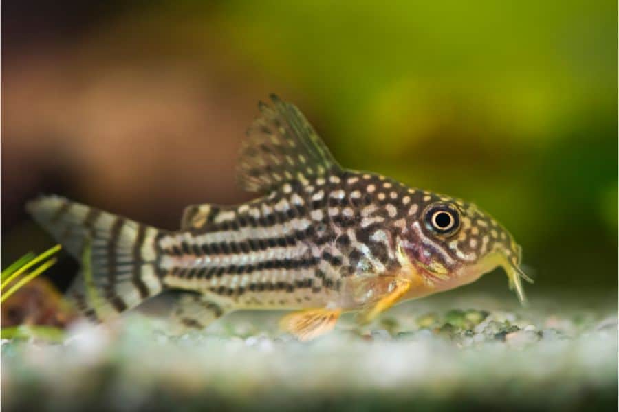 Sterbai Corydoras Catfish