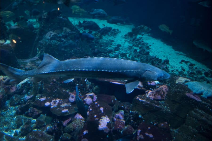 Sturgeon