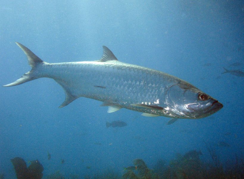 Tarpon