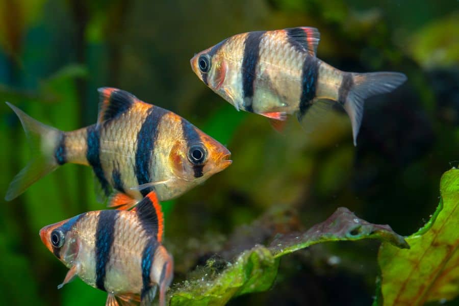 Tiger Barbs