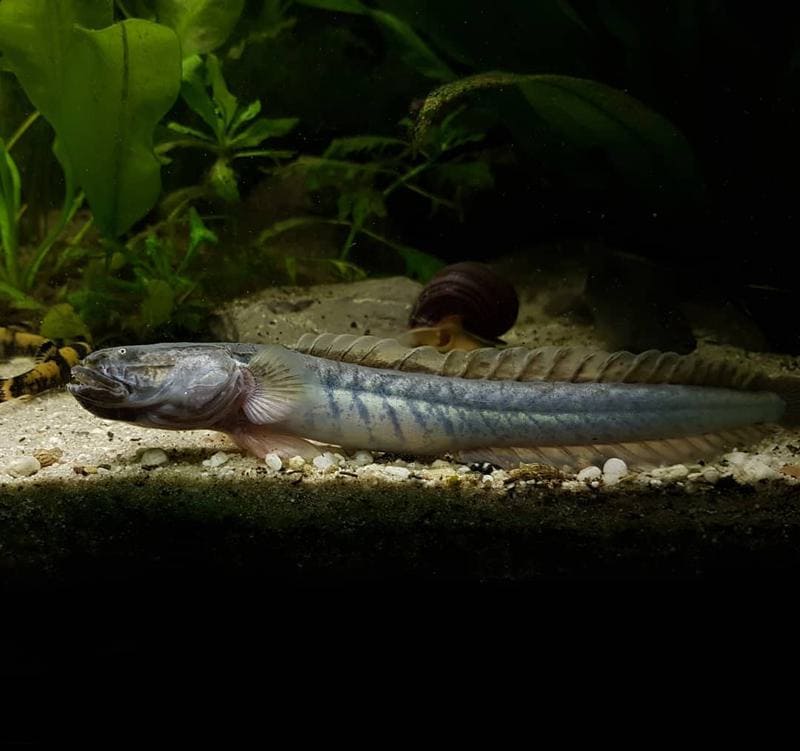 Violet Goby