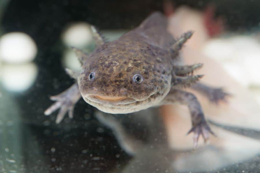 Wild Type Axolotl