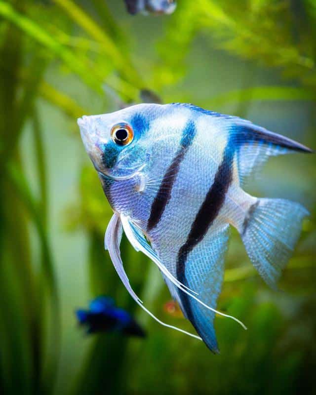 Zebra Angelfish