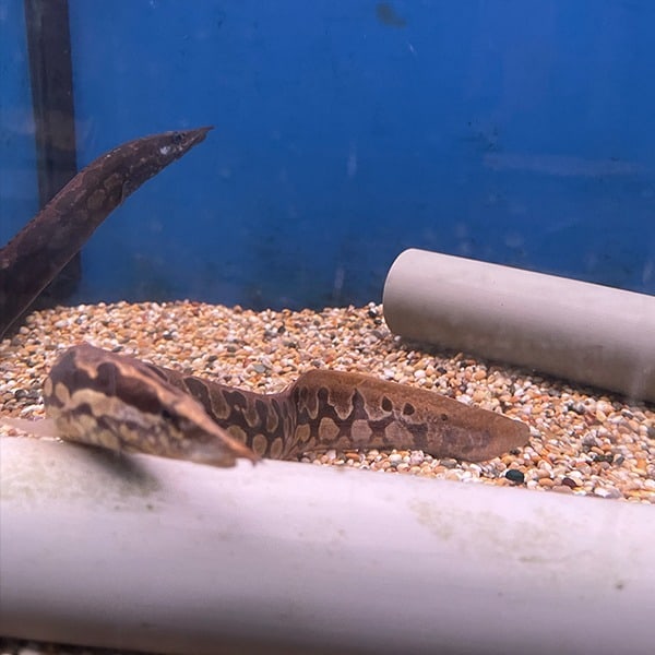 Zigzag Eel