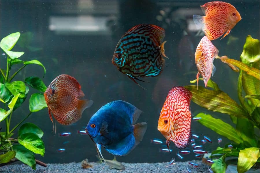 discus tank mates