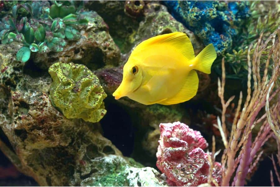 Bright Yellow Tang