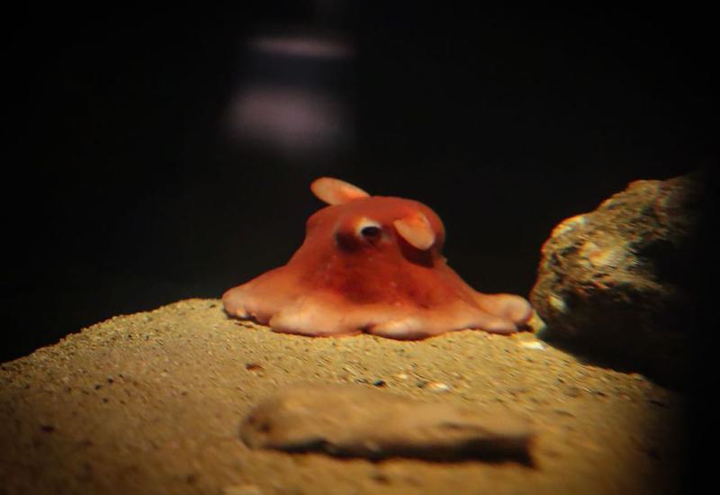 Flapjack Octopus