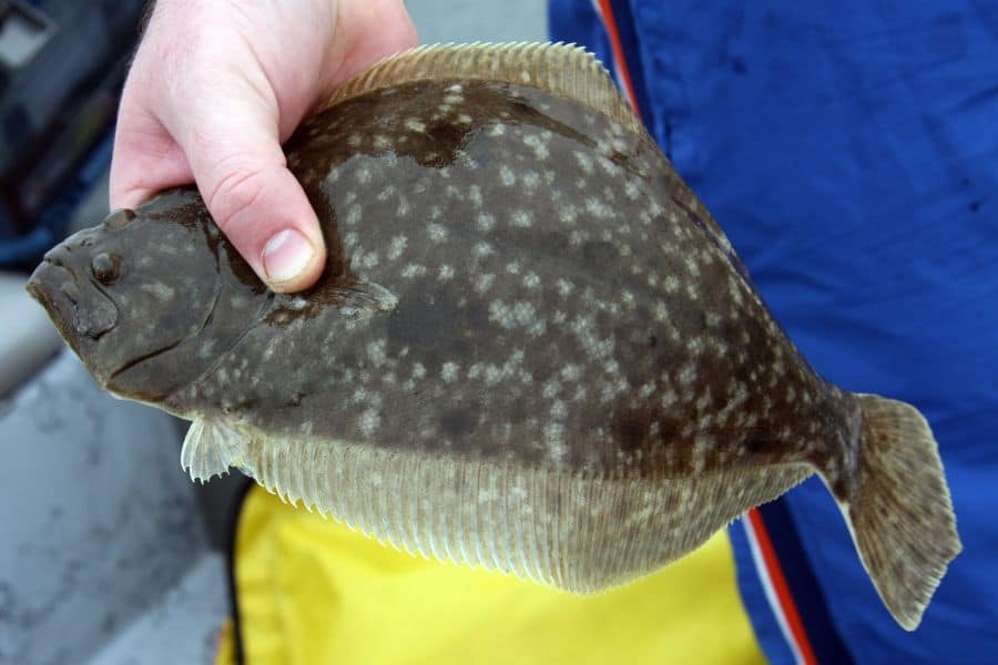 Flounder