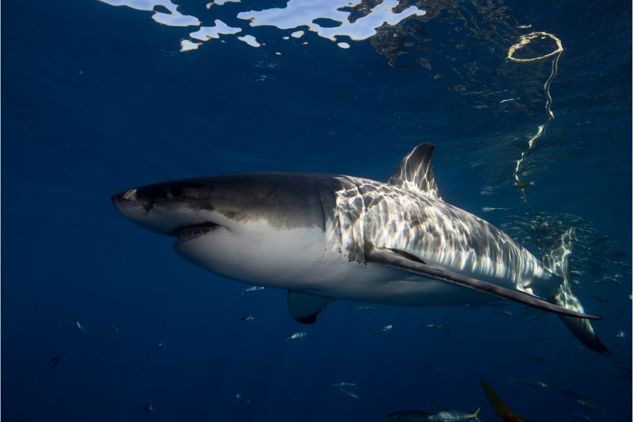 Great White Shark