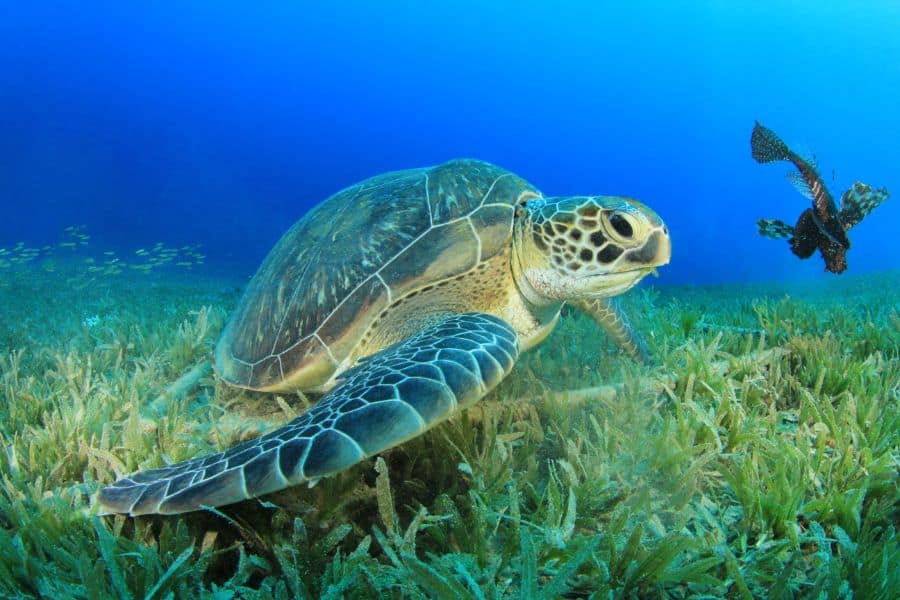 Green Sea Turtle