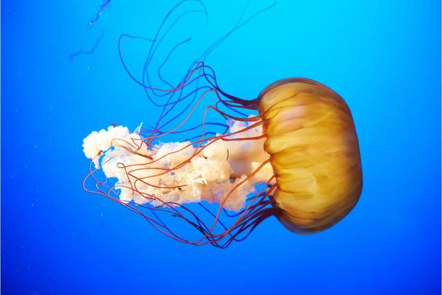 Jellyfish