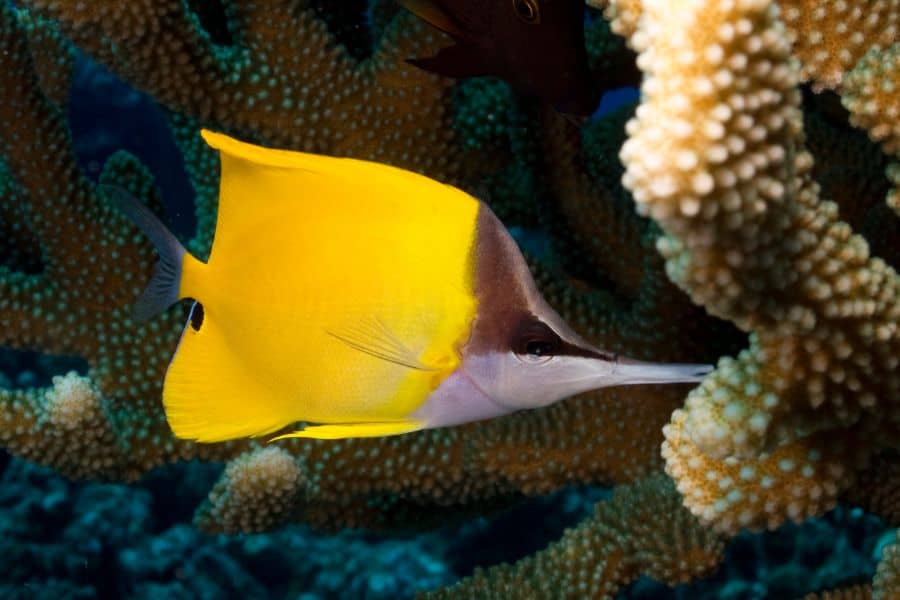 Long-Nosed Butterflyfish