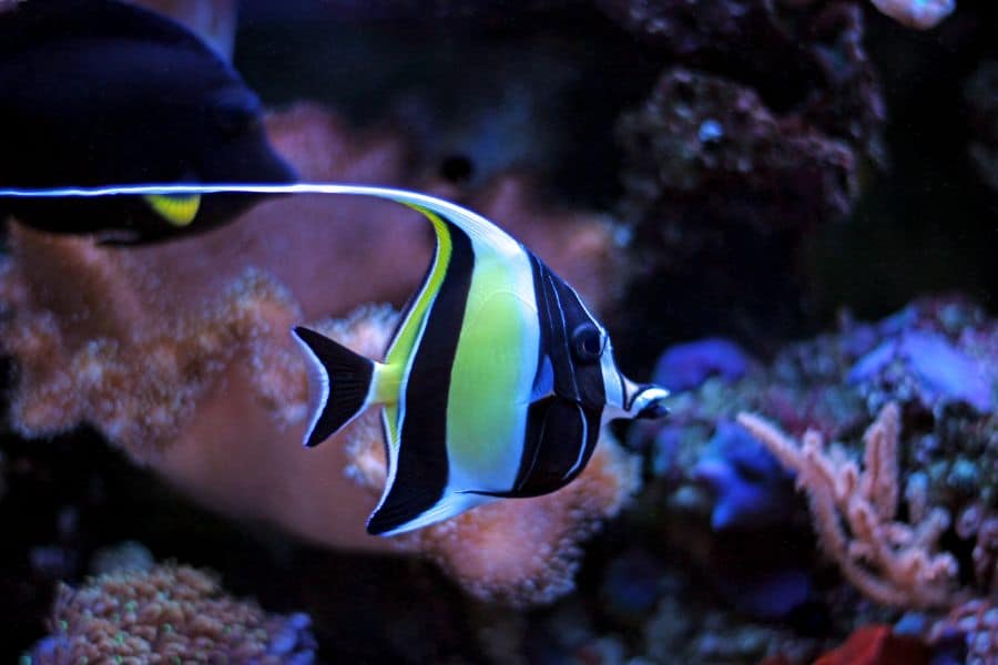 Moorish Idol