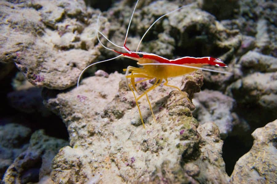 Pacific Cleaner Shrimp