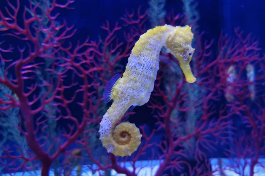 Seahorse