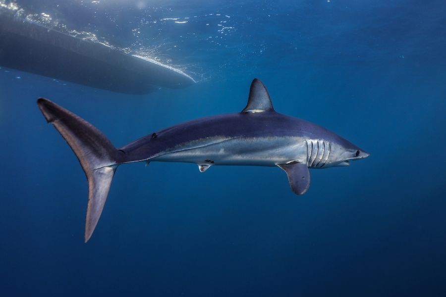 Shortfin Mako Shark