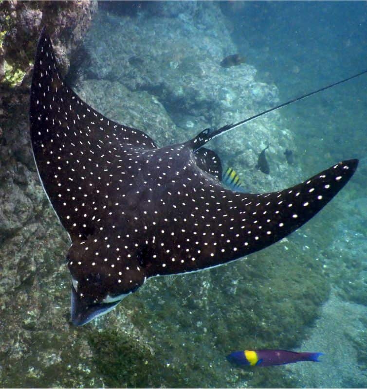 Spotted Eagle Ray