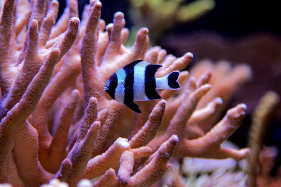 Striped Damselfish