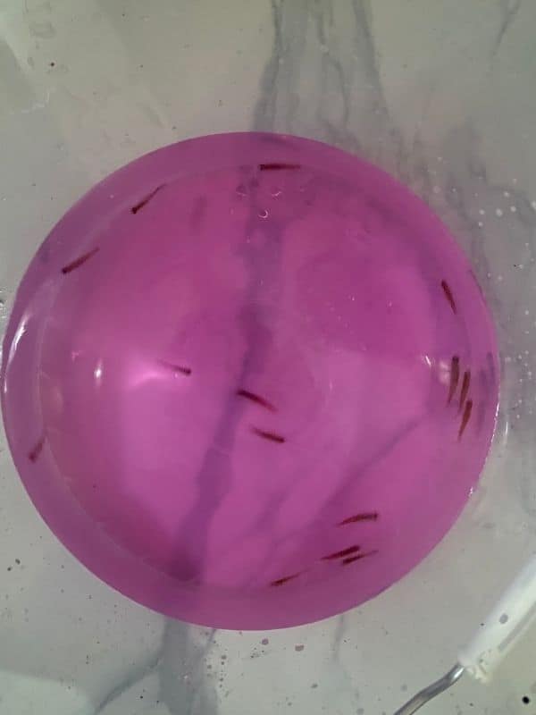 potassium permanganate fish treatment