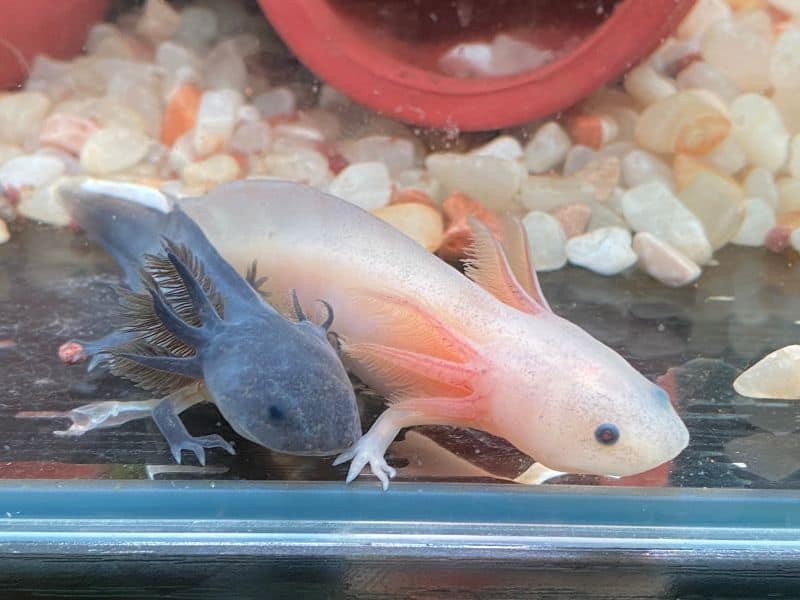 Axolotl tank