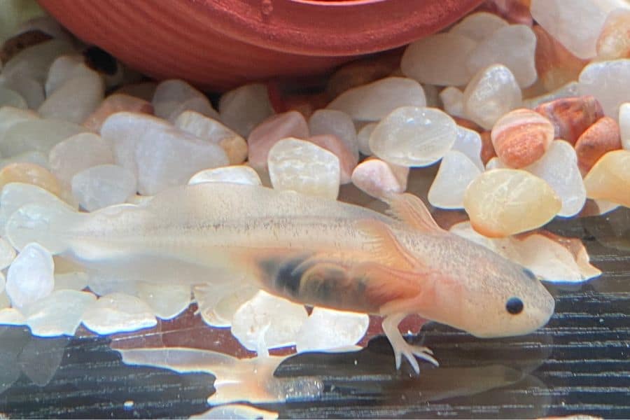 How Much Do Axolotls Cost