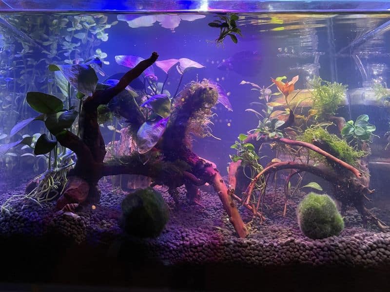 Plant tank