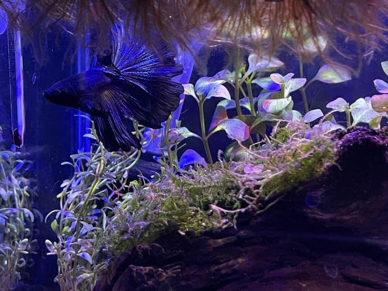 betta fish tank 2