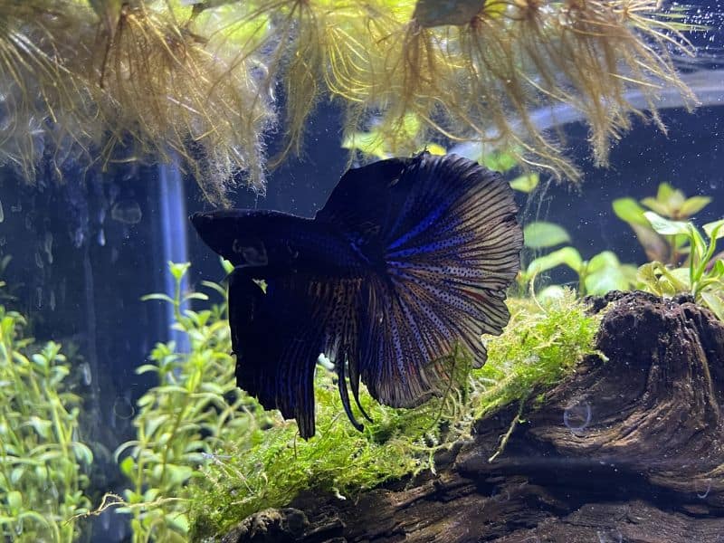 Blue Halfmoon Betta Fish